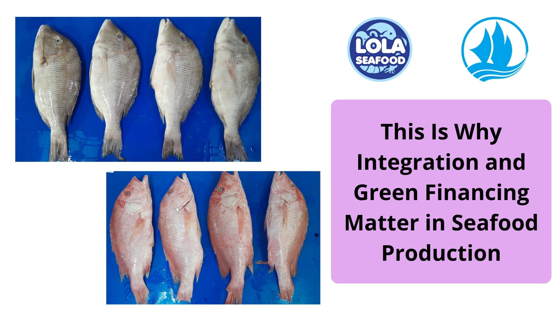  This Is Why Integration and Green Financing Matter in Seafood Production